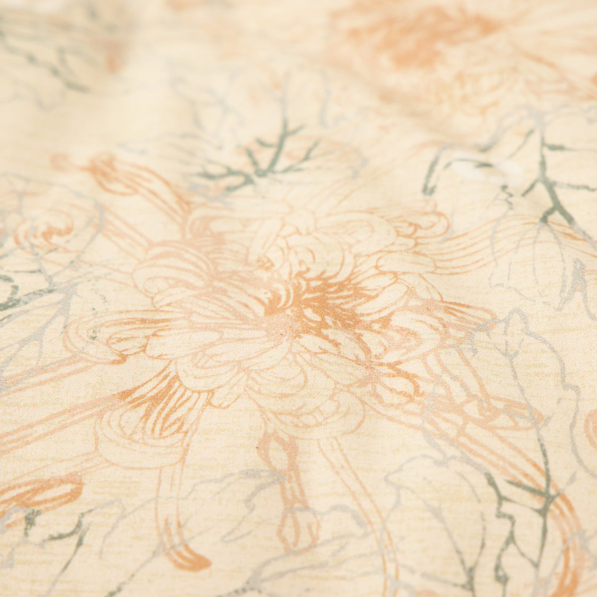 Chrysanthemum Ivory